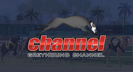 Watch greyhound racing live free hotsell